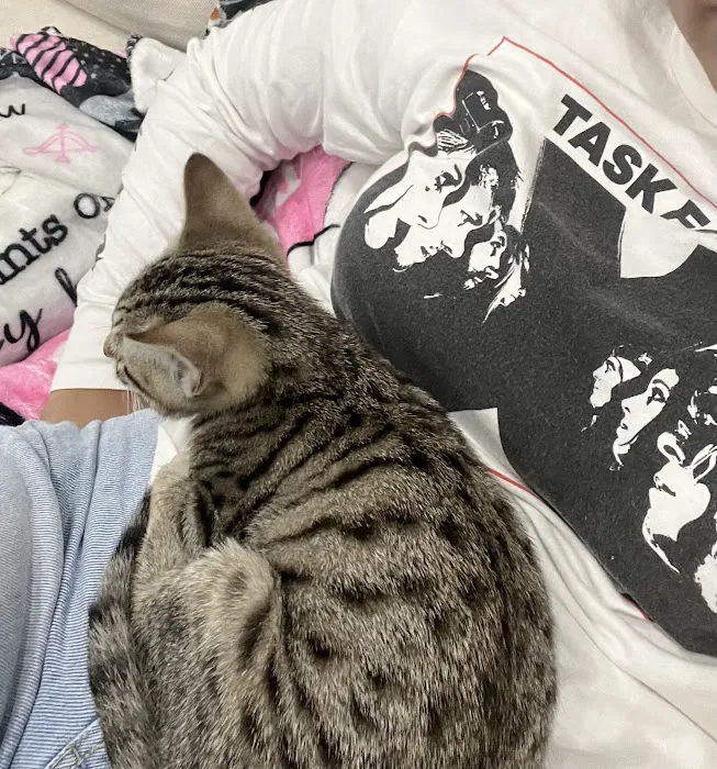 Lone Star Pawz CATfé Picture 1