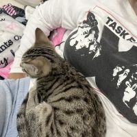 Lone Star Pawz CATfé ico