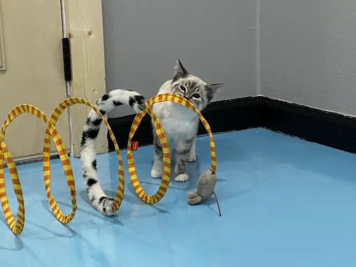 Lone Star Pawz CATfé Picture 2
