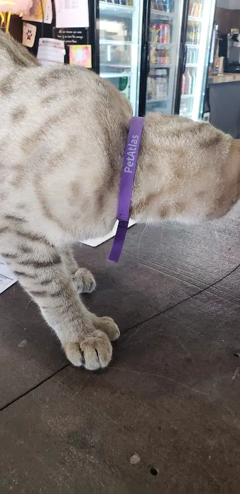 Lone Star Pawz CATfé Picture 4
