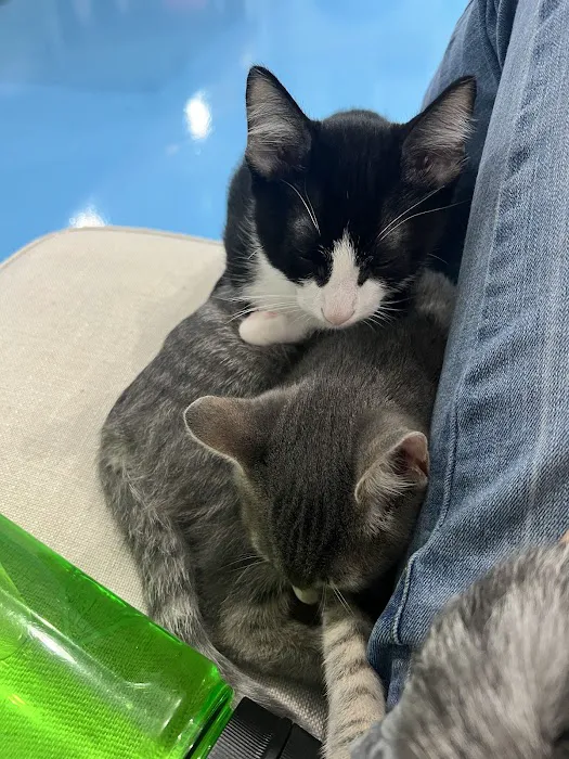 Lone Star Pawz CATfé Picture 6