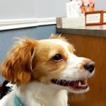 Pearland Pet Health Center