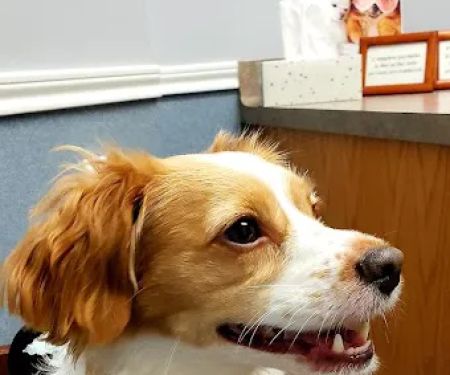 Pearland Pet Health Center