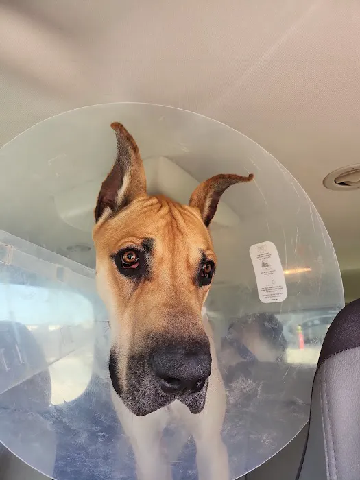 Pearland Pet Health Center Picture 2