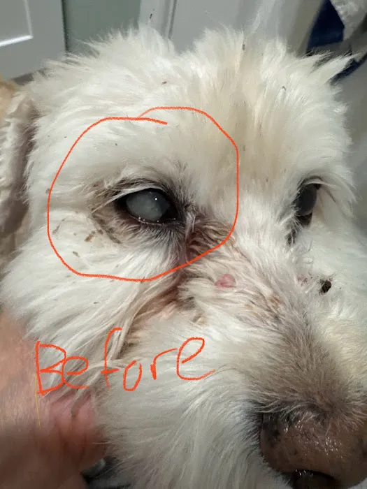 Eye Care for Animals - Pearland Picture 1