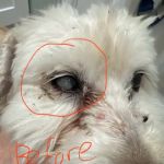 Eye Care for Animals - Pearland