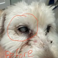 Eye Care for Animals - Pearland ico