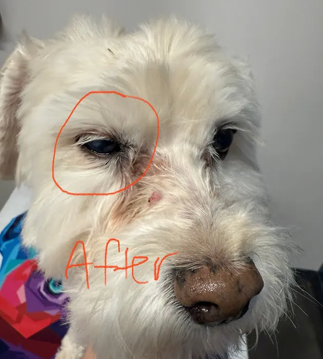 Eye Care for Animals - Pearland Picture 2