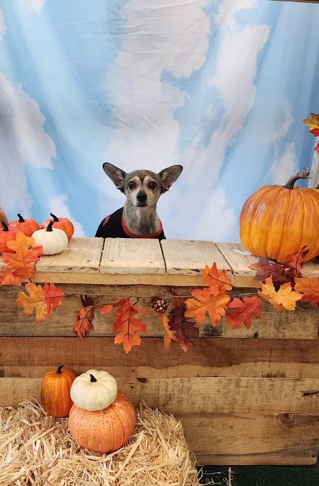 VCA Westside Animal Hospital Picture 1