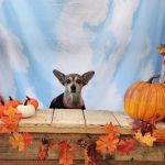 VCA Westside Animal Hospital