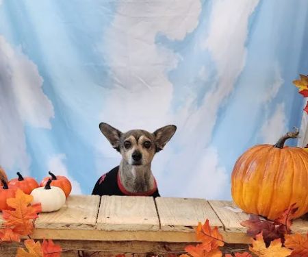 VCA Westside Animal Hospital
