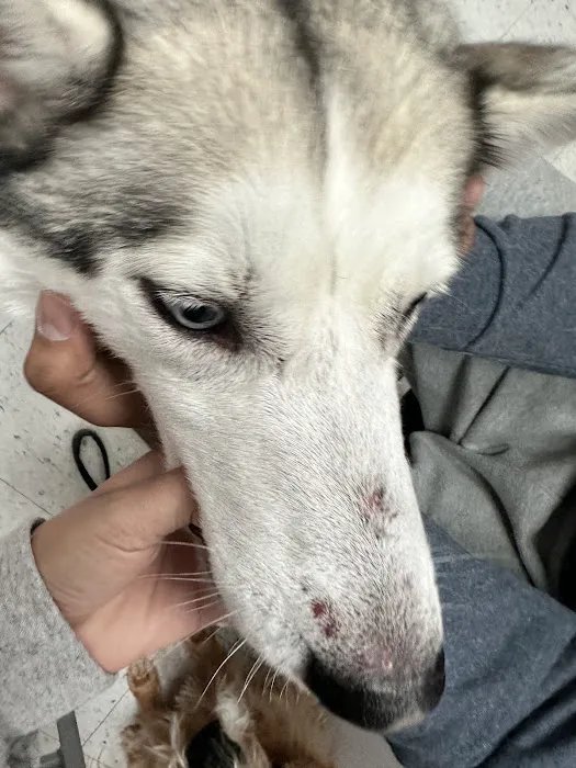 VCA Westside Animal Hospital Picture 5