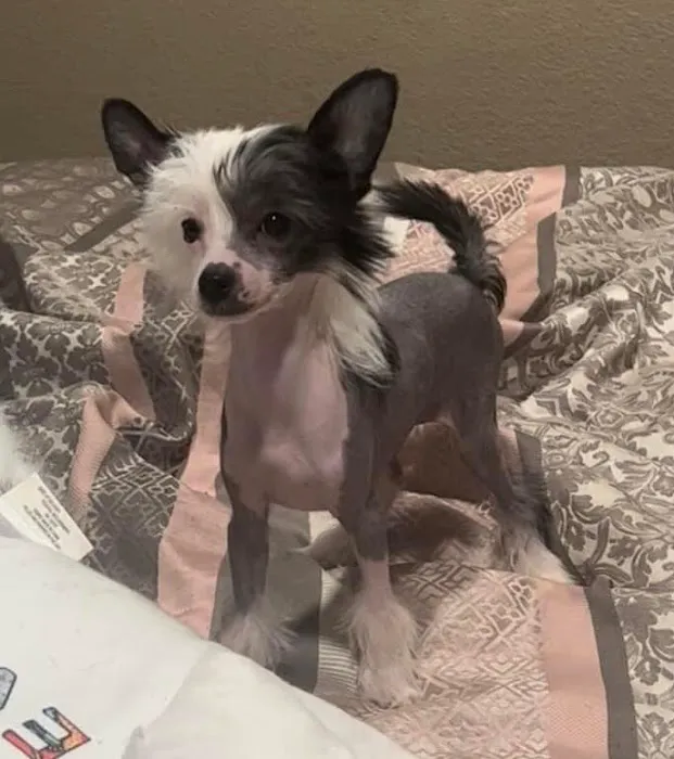 Pearland Animal Hospital Picture 4