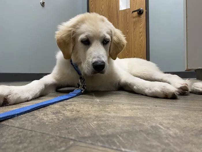 Silverlake Animal Hospital Picture 7