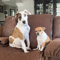 Pearland 288 Animal Emergency Clinic of Silverlake ico