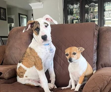 Pearland 288 Animal Emergency Clinic of Silverlake