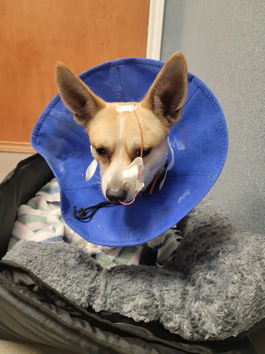 Pearland 288 Animal Emergency Clinic of Silverlake Picture 3