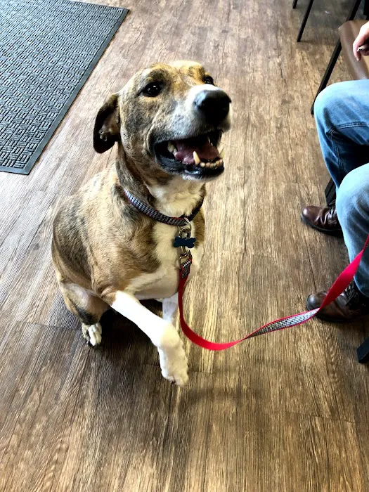 Pearland Animal Cancer and Referral Center Picture 3