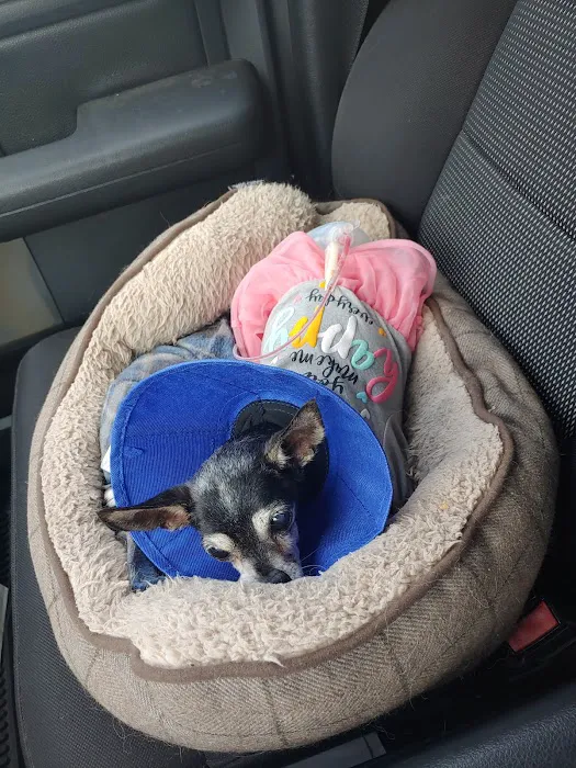 Pearland Animal Cancer and Referral Center Picture 4