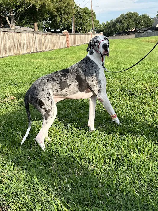 Pearland Animal Cancer and Referral Center Picture 5