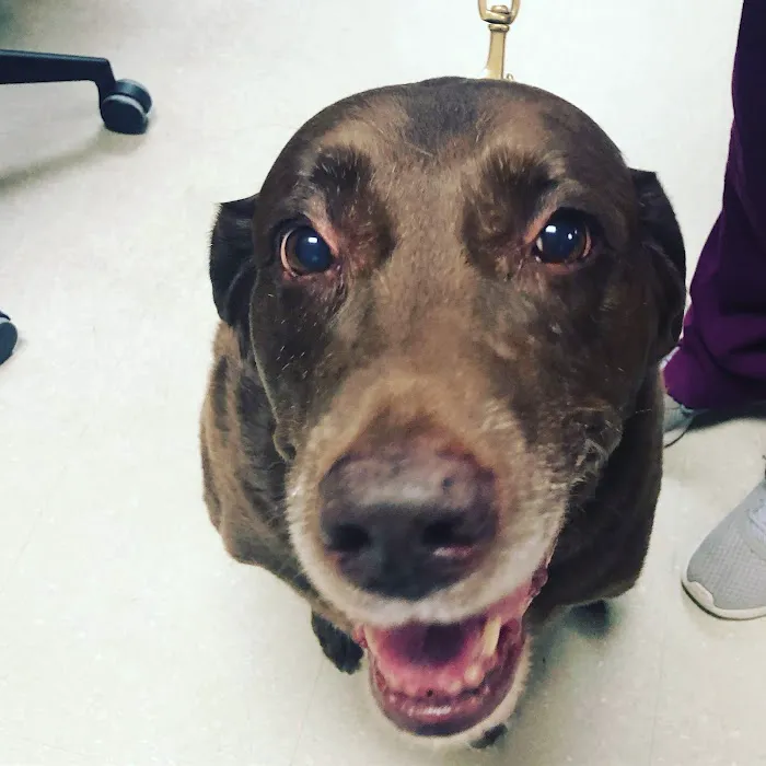 Pearland Animal Cancer and Referral Center Picture 7