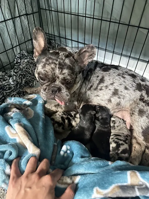 Houston Veterinary Walk-in & Urgent Care Picture 1