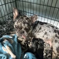 Houston Veterinary Walk-in & Urgent Care ico