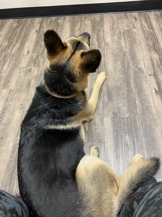 Houston Veterinary Walk-in & Urgent Care Picture 2