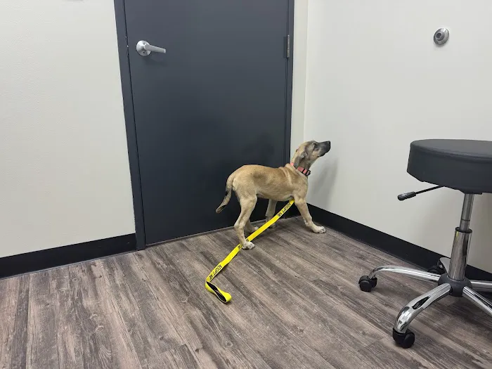 Houston Veterinary Walk-in & Urgent Care Picture 8