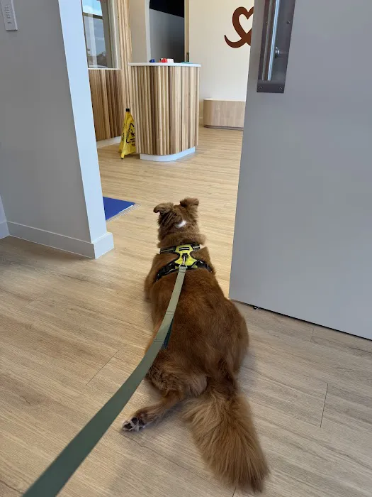 Petfolk Veterinary & Urgent Care - Pearland Picture 5