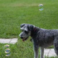 Brookdale Animal Hospital ico
