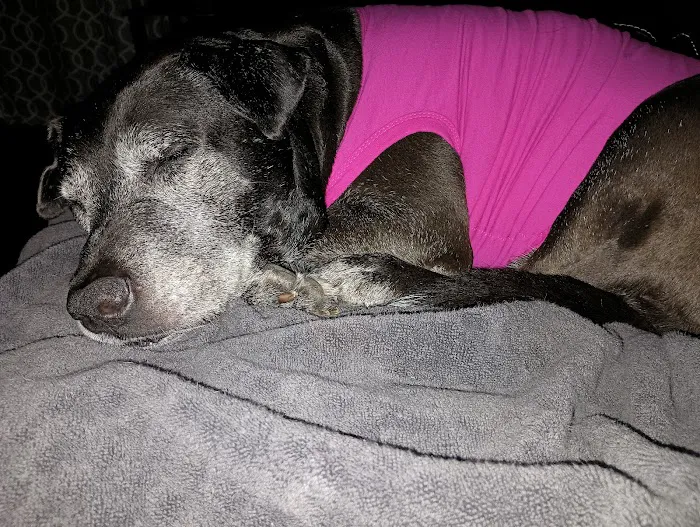 Brookdale Animal Hospital Picture 3
