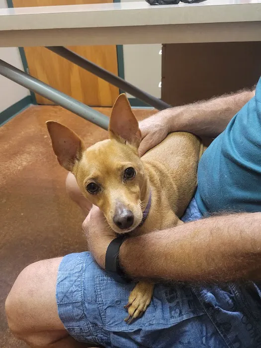 VCA Animal Medical Center of Pasadena Picture 1