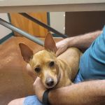 VCA Animal Medical Center of Pasadena