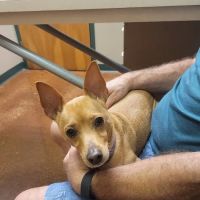 VCA Animal Medical Center of Pasadena ico
