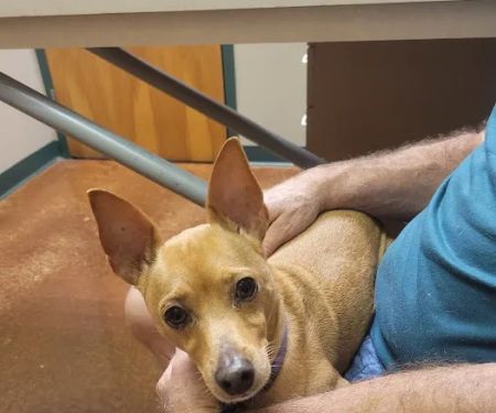VCA Animal Medical Center of Pasadena
