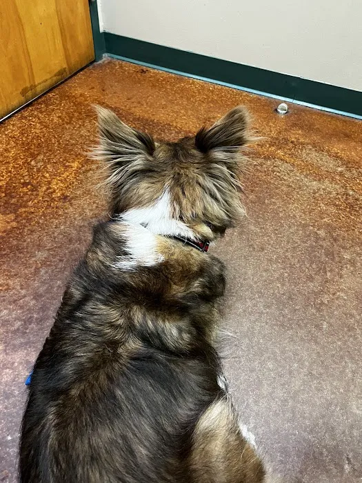 VCA Animal Medical Center of Pasadena Picture 7