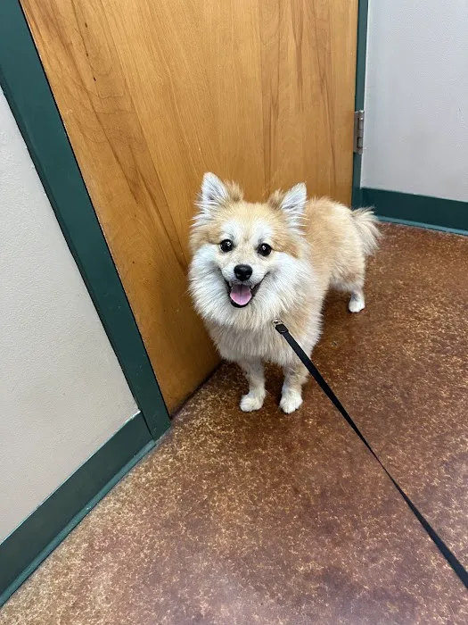 VCA Animal Medical Center of Pasadena Picture 9