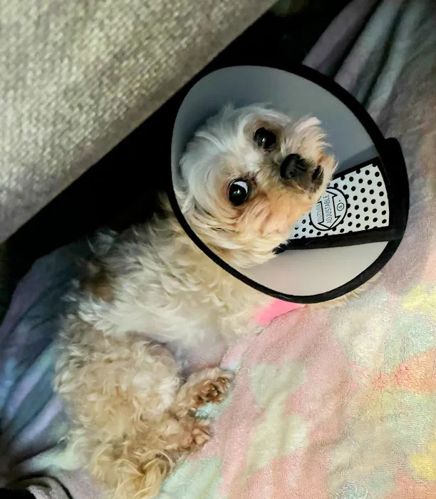 Pet Check Animal Clinic Picture 6