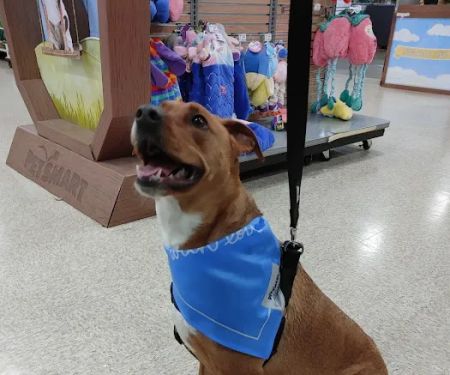 Banfield Pet Hospital