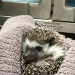 All Creatures Vet Clinic