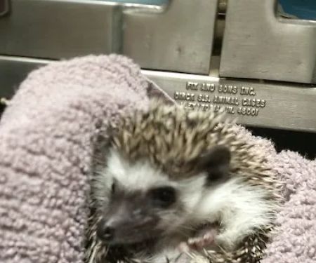 All Creatures Vet Clinic