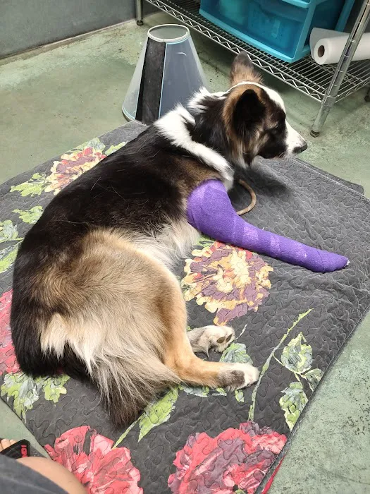 All Creatures Vet Clinic Picture 7