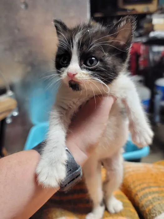 All Creatures Vet Clinic Picture 5