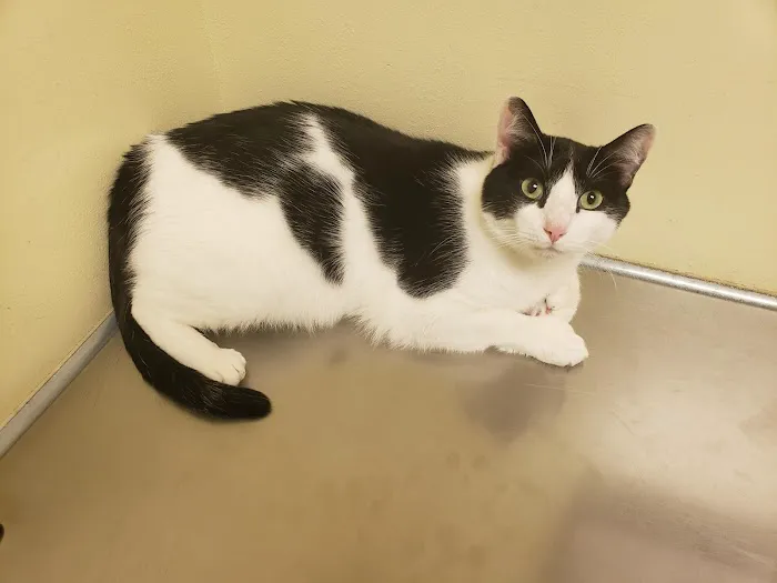 All Creatures Vet Clinic Picture 9