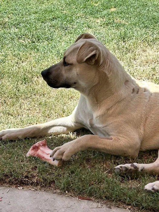 HOPE Animal Foundation Picture 5