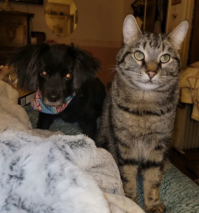 HOPE Animal Foundation Picture 10