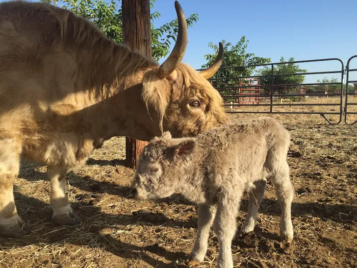 Central Valley Equine Picture 1