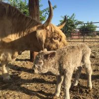 Central Valley Equine ico