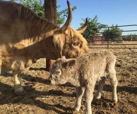 Central Valley Equine